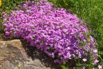 Plantas para usar en Rock Gardens