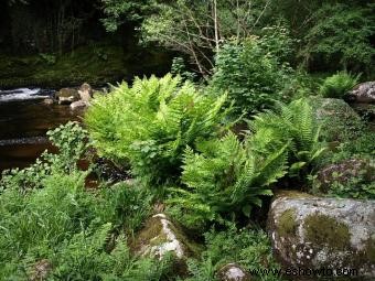 Variedades de helechos reales y consejos de cultivo