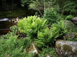 Helechos Reales (Osmunda): Variedades Nativas, Cuidados y Consejos de Cultivo Experto