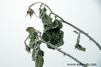 Síntomas de las plantas afectadas por el clima frío