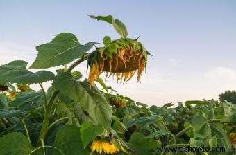 Síntomas de las plantas afectadas por el clima frío