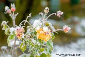 Síntomas de las plantas afectadas por el clima frío