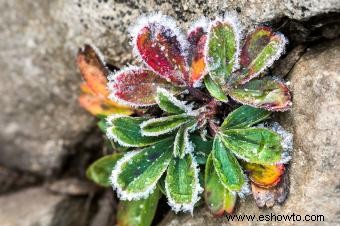 Síntomas de las plantas afectadas por el clima frío