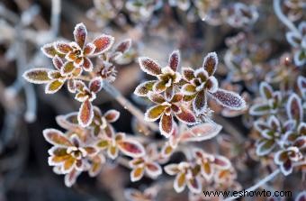 Síntomas de las plantas afectadas por el clima frío