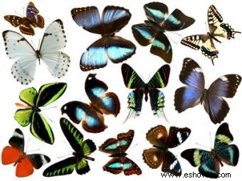 Tipos de mariposas con descripciones e imágenes