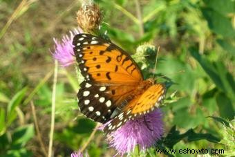 Tipos de mariposas con descripciones e imágenes