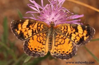 Tipos de mariposas con descripciones e imágenes