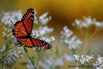 Tipos de mariposas con descripciones e imágenes