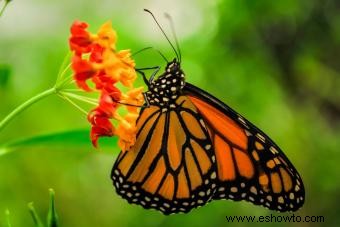 Tipos de mariposas con descripciones e imágenes