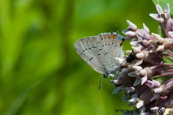 Tipos de mariposas con descripciones e imágenes