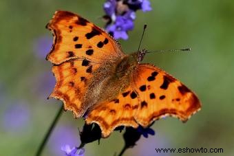 Tipos de mariposas con descripciones e imágenes