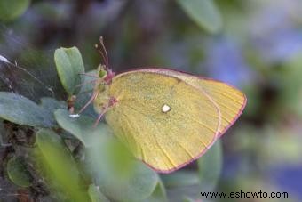 Tipos de mariposas con descripciones e imágenes