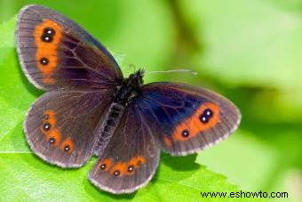 Tipos de mariposas con descripciones e imágenes