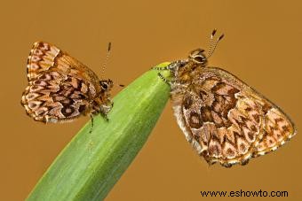 Tipos de mariposas con descripciones e imágenes