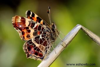 Tipos de mariposas con descripciones e imágenes