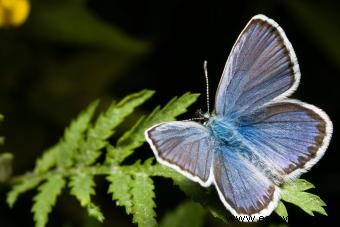 Tipos de mariposas con descripciones e imágenes