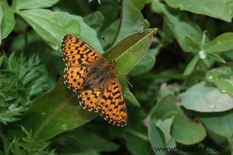 Tipos de mariposas con descripciones e imágenes