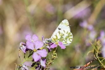 Tipos de mariposas con descripciones e imágenes