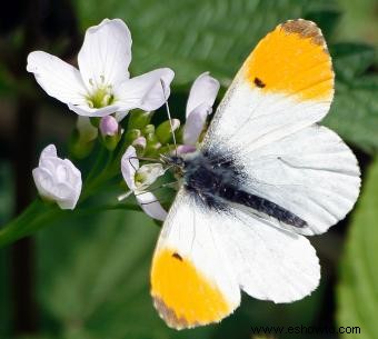 Tipos de mariposas con descripciones e imágenes