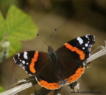 Tipos de mariposas con descripciones e imágenes