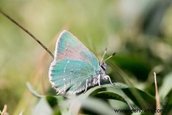 Tipos de mariposas con descripciones e imágenes