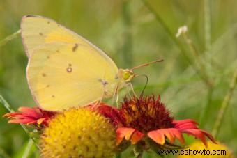 Tipos de mariposas con descripciones e imágenes