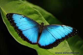 Tipos de mariposas con descripciones e imágenes