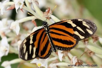 Tipos de mariposas con descripciones e imágenes