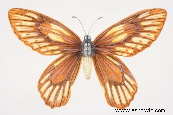 Tipos de mariposas con descripciones e imágenes