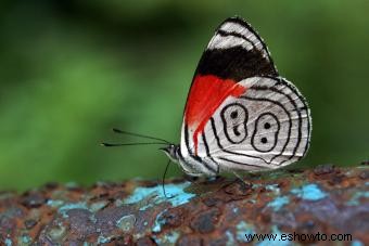 Tipos de mariposas con descripciones e imágenes