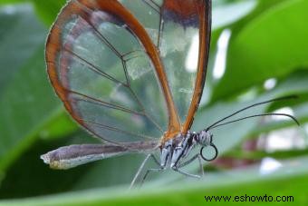 Tipos de mariposas con descripciones e imágenes