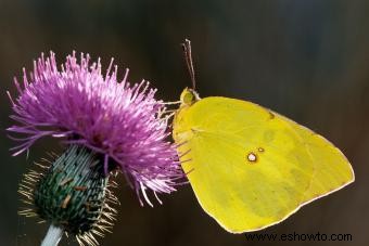 Tipos de mariposas con descripciones e imágenes