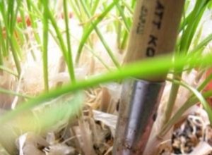 Guía Completa para Plantar Hortalizas en Tu Huerto: Tipos, Calendarios y Consejos Expertos