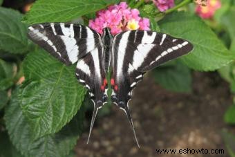 Tipos de mariposas con descripciones e imágenes