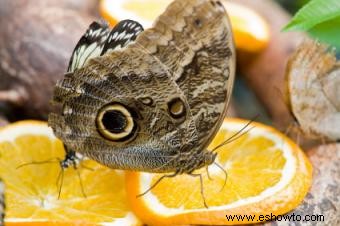 Qué comen las mariposas