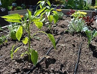 Cuándo regar su jardín