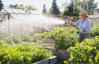 Cuándo regar su jardín