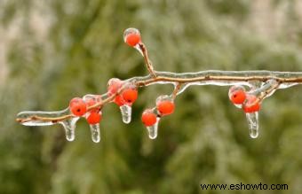 Protección de plantas de invierno