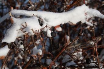 Plantas perennes para el invierno