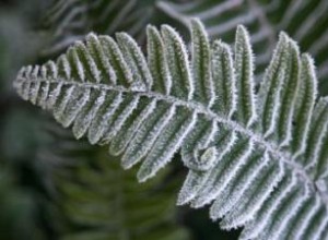 Cómo Preparar Helechos para el Invierno: Guía Experta por Tipo y Zona