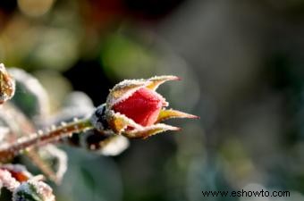 Rosas invernales