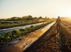 Zona 8 del USDA: Guía Completa de Temperaturas, Estados y Plantas Resistentes