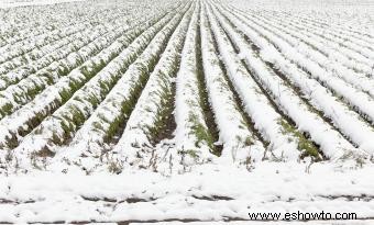 Zona de jardinería 8 del USDA