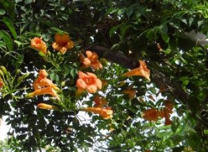 Enredadera Trompeta (Campsis radicans): Guía Completa de Cultivo, Cuidados y Atracción de Colibríes