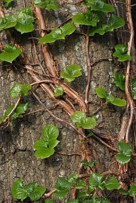 Hortensia trepadora