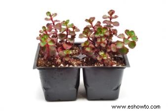 Sedum rojo trepador