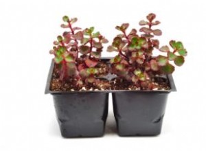 Sedum Rojo Rastrero: Planta Resistente, Colorida y Fácil de Cultivar