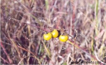 Solanum