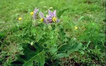 Solanum