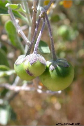 Solanum